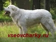 Бійки між собаками - корисні поради - каталог статей - все вівчарки (собаками) Бійки між собаками - корисні поради - каталог статей - все вівчарки