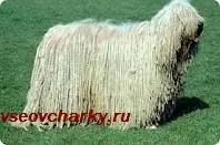 Бійки між собаками - корисні поради - каталог статей - все вівчарки (собака поводиться) Бійки між собаками - корисні поради - каталог статей - все вівчарки