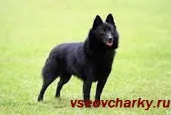 Бійки між собаками - корисні поради - каталог статей - все вівчарки (собака поводиться) Бійки між собаками - корисні поради - каталог статей - все вівчарки