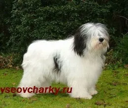 Бійки між собаками - корисні поради - каталог статей - все вівчарки (повинні контролювати ситуацію) Бійки між собаками - корисні поради - каталог статей - все вівчарки