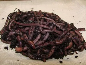 Дощові, земляні, гнойові черв'яки (черв'як кожушок) Дощові, земляні, гнойові черв'яки