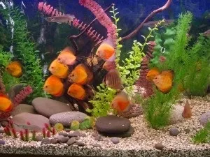 Екологічні проблеми міст (мегаполісів, великих, великих) місто як екосистема (мегаполісів) Екологічні проблеми міст (мегаполісів, великих, великих) місто як екосистема
