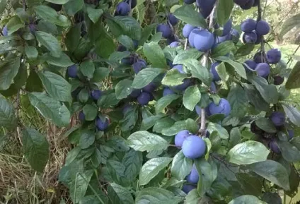 Їжа як ліки, просто про здоров'я (кулінарія) Їжа як ліки, просто про здоров'я
