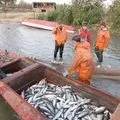Рибальський - пошук слів за маскою та визначенням, відповіді на сканворди рибальський