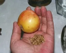 оцти