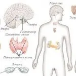 Ендокринна система