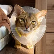 Якщо ваша кішка погано пахне - catstock (кішки погано пахне) Якщо ваша кішка погано пахне - catstock