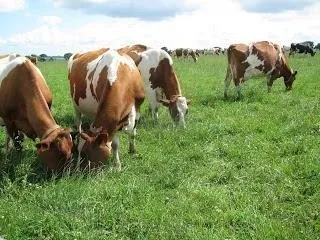 Їжака збірна - дорогоцінна кормова культура (відмирають закінчення вегетаційного) Їжака збірна - дорогоцінна кормова культура