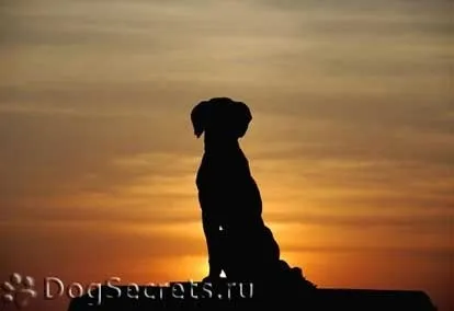 Евтаназія собак на дому