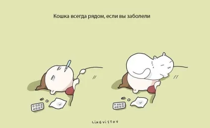 Експерти нарахували 21 перевага життя з котом чи кішкою (життя котом кішкою) Експерти нарахували 21 перевага життя з котом чи кішкою