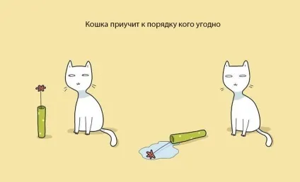 Експерти нарахували 21 перевага життя з котом чи кішкою (перевага життя котом) Експерти нарахували 21 перевага життя з котом чи кішкою