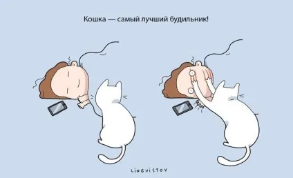 Експерти нарахували 21 перевага життя з котом чи кішкою (перевага життя кішка) Експерти нарахували 21 перевага життя з котом чи кішкою
