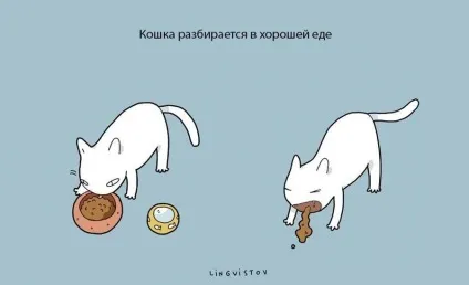 Експерти нарахували 21 перевага життя з котом чи кішкою (котом) Експерти нарахували 21 перевага життя з котом чи кішкою