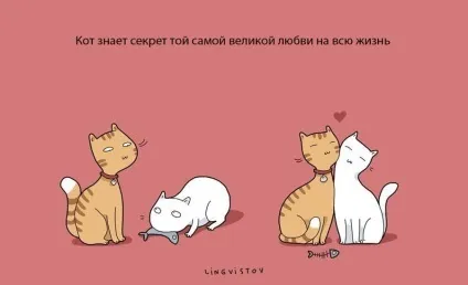Експерти нарахували 21 перевага життя з котом чи кішкою (перевага життя котом) Експерти нарахували 21 перевага життя з котом чи кішкою
