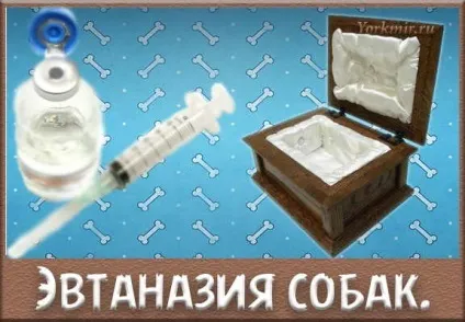 Евтаназія собак, на дому, вартість, як проводять (евтаназія) Евтаназія собак, на дому, вартість, як проводять
