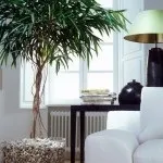 Фікус кімнатна квітка догляд в домашніх умовах
