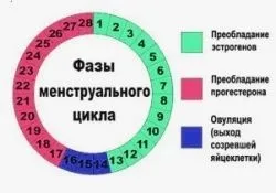 Фази менструального циклу по днях (менструального) Фази менструального циклу по днях