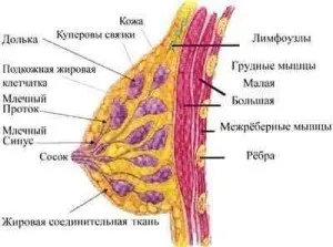 Фіброзно кістозна мастопатія молочних залоз (ФКМ) симптоми і лікування (фіброзно) Фіброзно кістозна мастопатія молочних залоз (ФКМ) симптоми і лікування