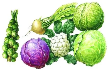 Флатуленція що це і як її лікувати (флатуленція) Флатуленція що це і як її лікувати