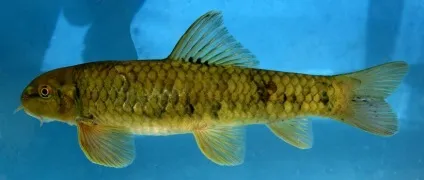 Гарра руфа рибки зміст, розведення, фото і відео (руфа) Гарра руфа рибки зміст, розведення, фото і відео