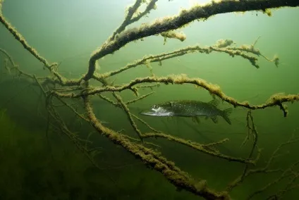 Де шукати щуку на водоймі (стоянка щуки) Де шукати щуку на водоймі