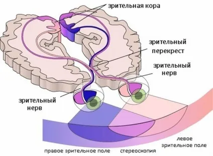 Геміанопсія (гомонимная, гетеронімная, битемпоральная) симптоми, лікування (гомонимная) Геміанопсія (гомонимная, гетеронімная, битемпоральная) симптоми, лікування