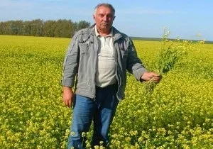 Гірчиця як добриво - посів для грунту, відео (посів) Гірчиця як добриво - посів для грунту, відео