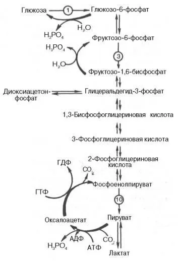 Глюконеогенез - студопедія