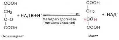 Глюконеогенез - студопедія