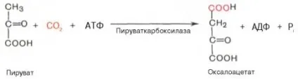 Глюконеогенез - студопедія