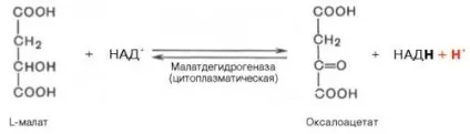 Глюконеогенез - студопедія