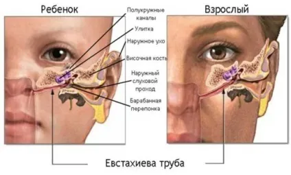 Гланди і мигдалини в чому різниця що таке аденоїди (гланди мигдалини різниця) Гланди і мигдалини в чому різниця що таке аденоїди