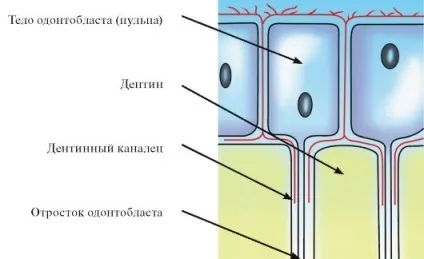Глава 9 ендодонтія