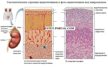 Гормони кори надниркових залоз до чого призводить їх недолік (наднирників) Гормони кори надниркових залоз до чого призводить їх недолік