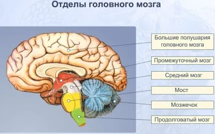 Головний мозок розподіл на відділи, будова і функції (поділ) Головний мозок розподіл на відділи, будова і функції