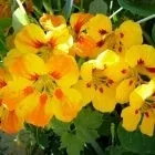 Гортензія садова посадка і догляд фото (посадка) Гортензія садова посадка і догляд фото