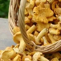 Гриби лисички де і коли збирати лисички, корисні властивості лисичок, смажені лисички з картоплею (корисні властивості лисичок) Гриби лисички де і коли збирати лисички, корисні властивості лисичок, смажені лисички з картоплею