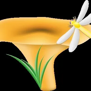 Гриби - колекція картинок, началочка (їстівні гриби + картинки) Гриби - колекція картинок, началочка
