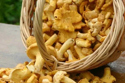 Гриби лисички де і коли збирати лисички, корисні властивості лисичок, смажені лисички з картоплею (гриби) Гриби лисички де і коли збирати лисички, корисні властивості лисичок, смажені лисички з картоплею