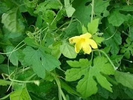 Індійський гранат момордика як вживати корисні властивості момордики (момордика) Індійський гранат момордика як вживати корисні властивості момордики