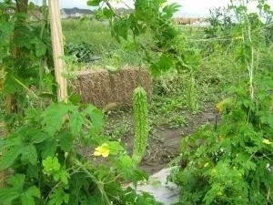 Індійський гранат момордика як вживати корисні властивості момордики (момордика) Індійський гранат момордика як вживати корисні властивості момордики