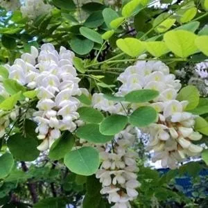 Інсульт, як відновитися після інсульту в домашніх умовах