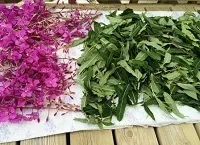 Іван чай від простатиту відгуки про народне лікування