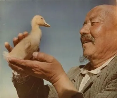 Цікаве про голубів