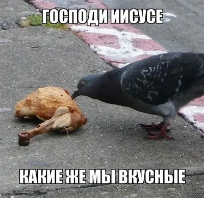 Цікаве про голубів