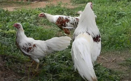 Йокогама порода курей характеристика, опис з фото і відгуками (фото) Йокогама порода курей характеристика, опис з фото і відгуками