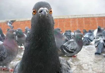 Цікаве про голубів