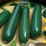 Кабачок Цукеша опис сорту, особливості посадки, вирощування та догляду