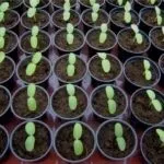 Кабачок Цукеша опис сорту, особливості посадки, вирощування та догляду