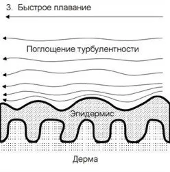 Як швидко плавають дельфіни
